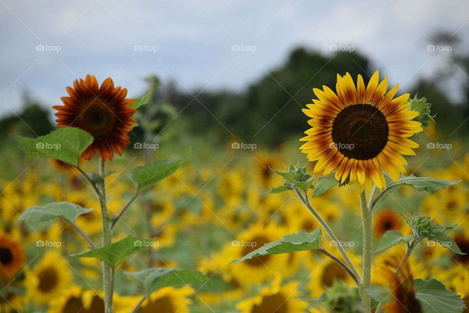 Two tall Sunflowers in a sunflower garden 