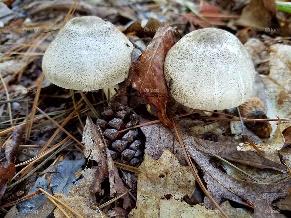 two mushrooms on the forest ground.