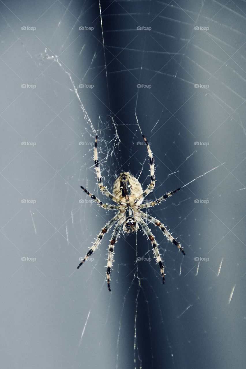 A Spider in her Web