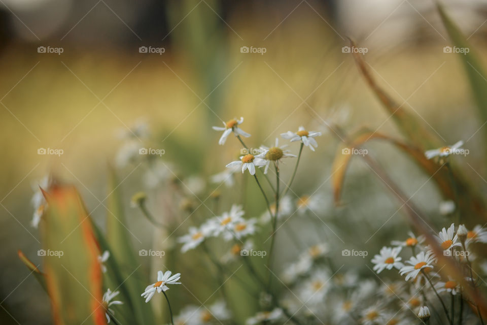 Daisies field at sunset