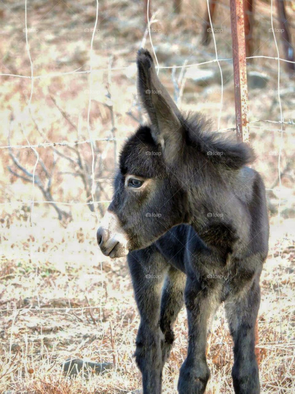Donkey standing on grass