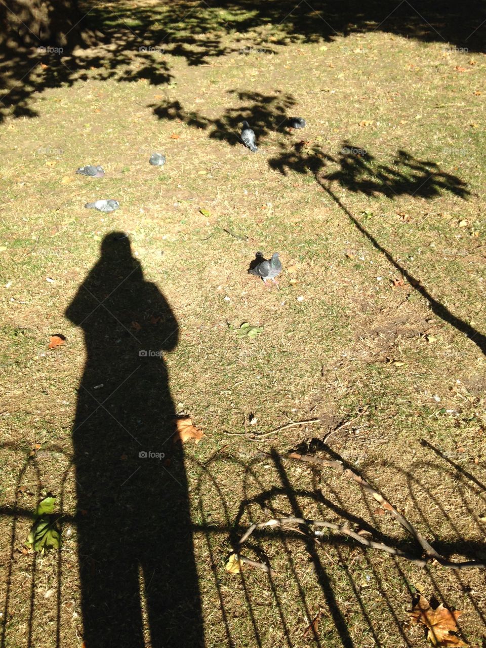 Early morning walk  at St James Park