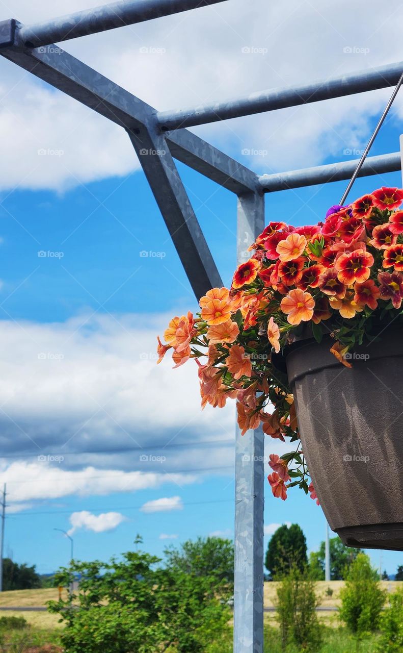 bold orange flowers in a hanging pot at the local market gardening center on a bright blue sky day with a few drifting clouds