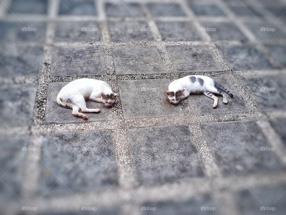 Twin from different mother