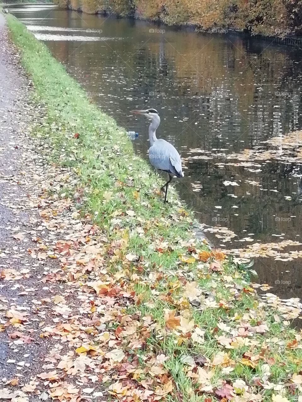 Autumn Canal Walk - Mr Heron