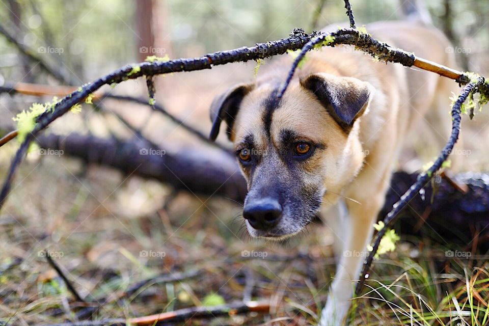 Dog adventuring through the woods. 