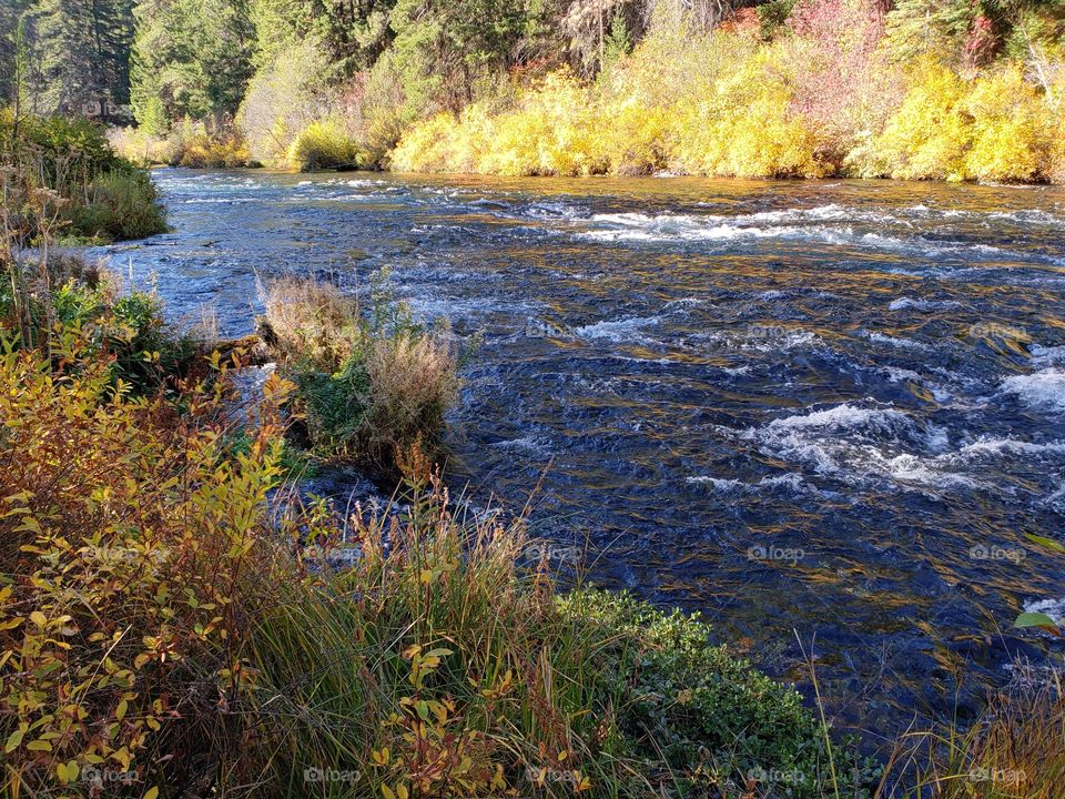 Stunning fall colors on the riverbanks of the turquoise waters of the Metolius River at Wizard Falls in Central Oregon on a sunny autumn morning. 