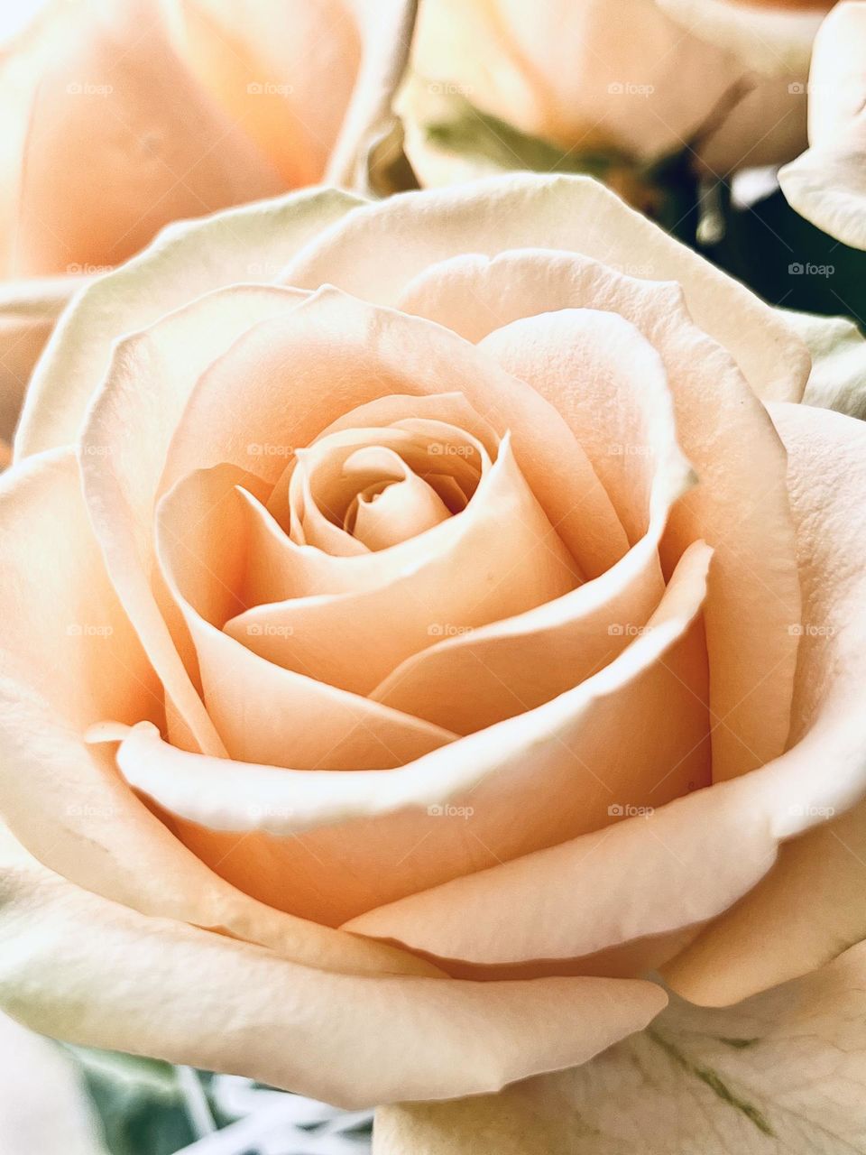 I love you rose 🌹