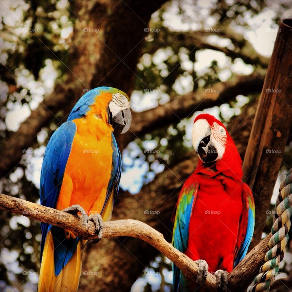 Parrots