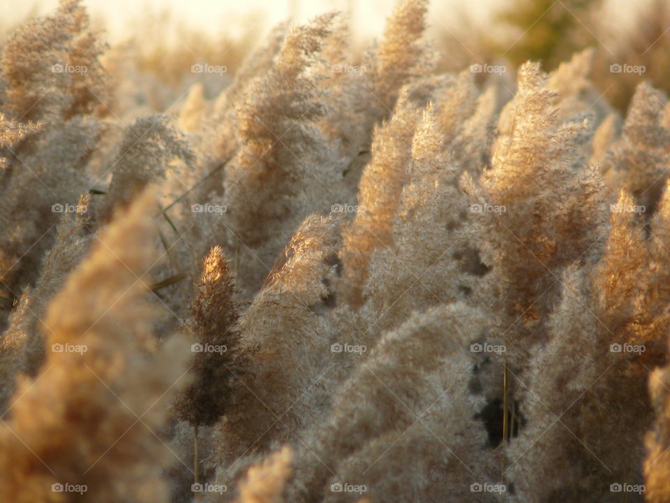 Cortaderia selloana. Marsh plants in the rays of the setting sun.