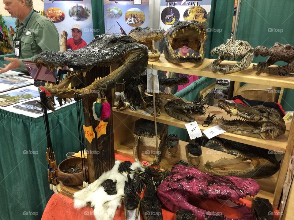 Crocodile heads at outdoors show