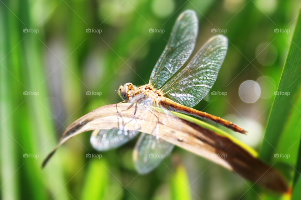 Dragonfly/стрекоза