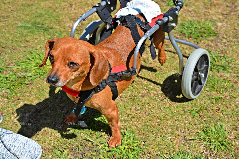 Living in harmony - Treating animals like humans. Hit by a car now using a Lift Harness. The dachshund, also known as the wiener dog, badger dog, or sausage dog