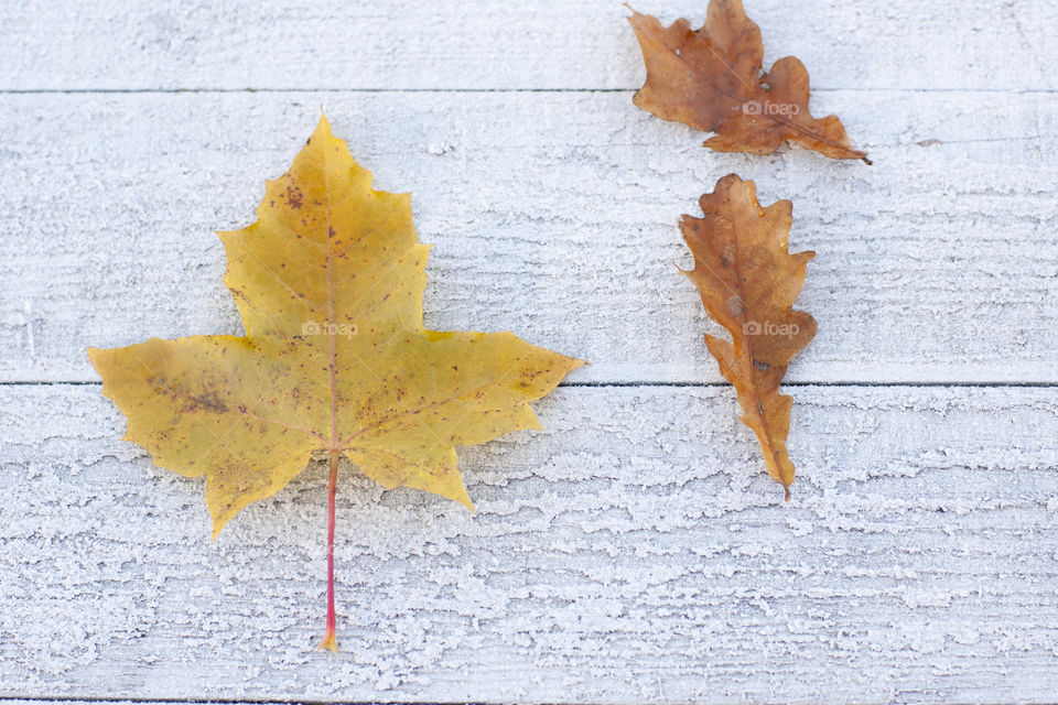 Autumn leaves on white wooden background