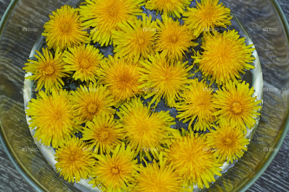 dandelion plate