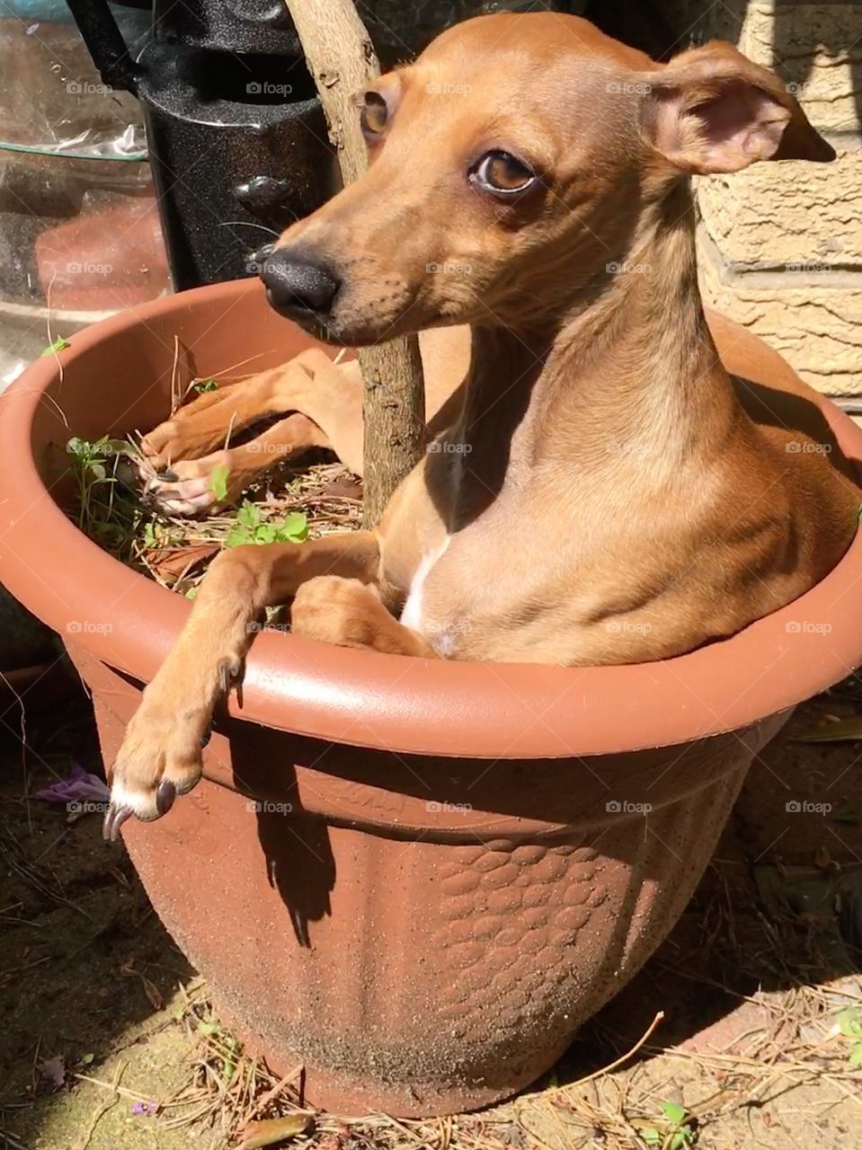 Amber the silly Italian greyhound puppy who wanted a good spot for sunbathing so laid down in a flowerpot