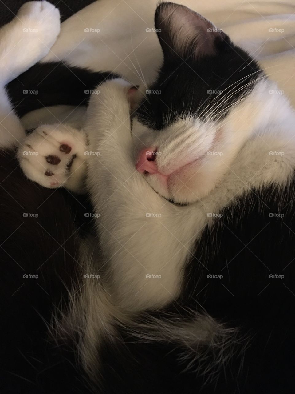 Hi, my name is Willow! I’m a tuxedo kitty🖤I am very talkative and loving, some say I’m too clingy but I think I’m purrfect 🥰