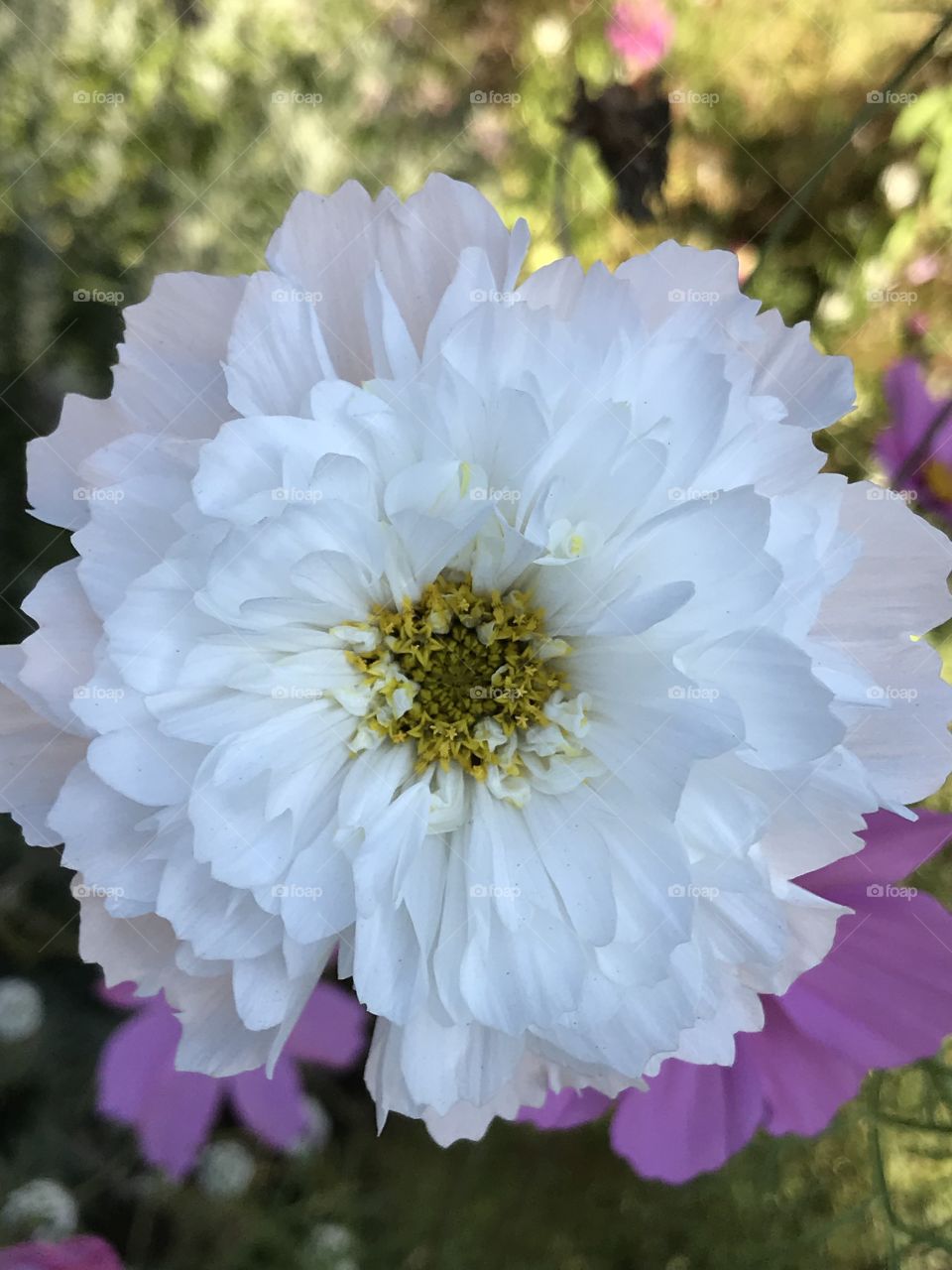 White chrysanthemum 