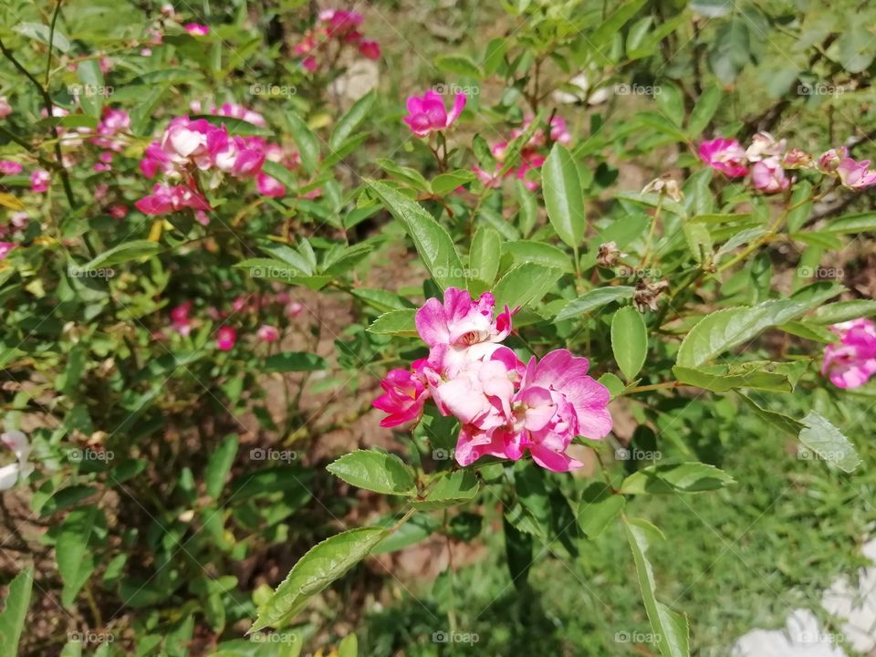 One thing you always  go crazy about #flowers