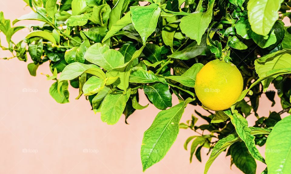 Citrus Zitrone Mallorca 