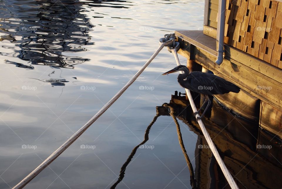 Heron perching on rope above water