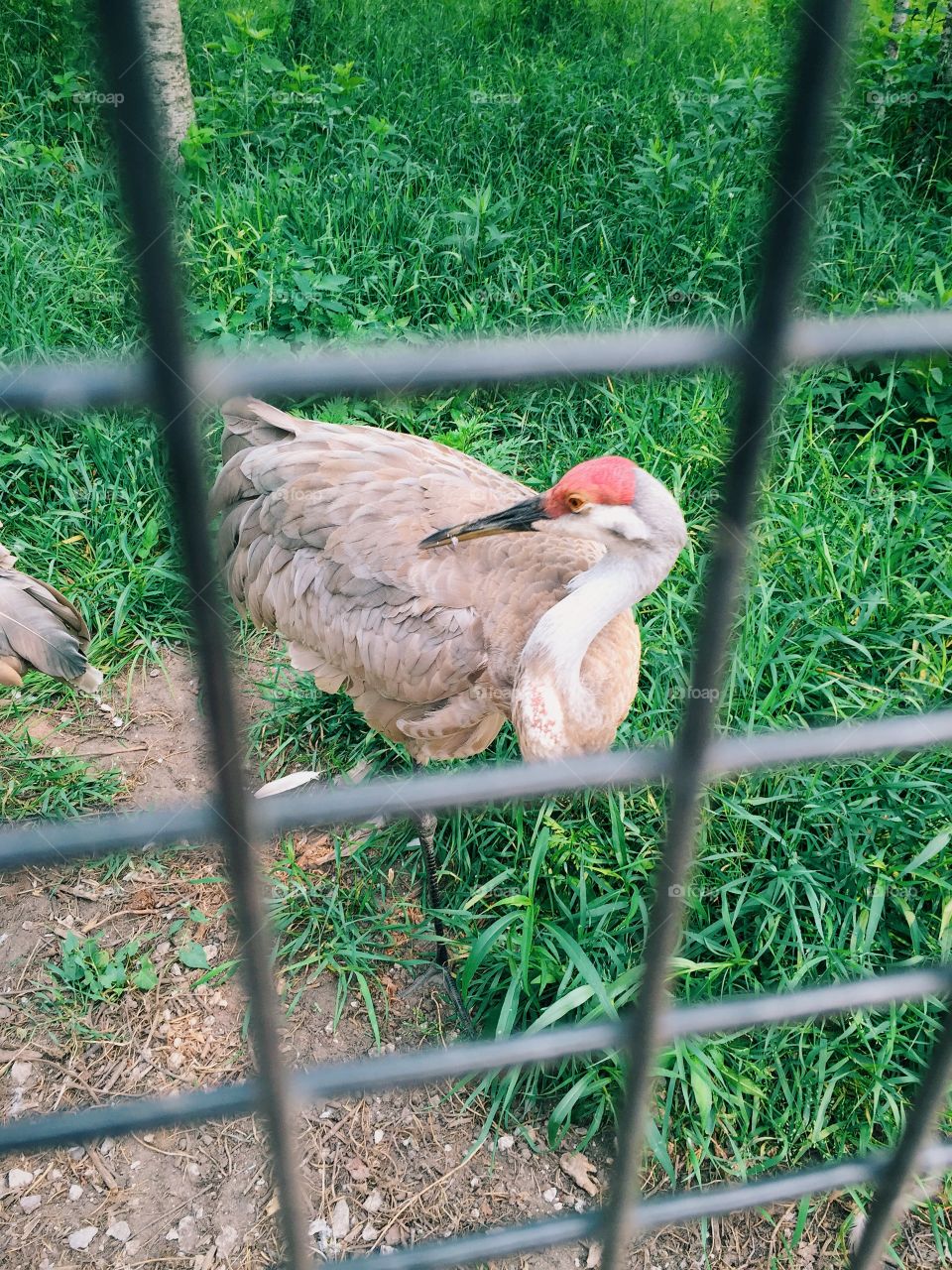 Sandhill crane at zoo