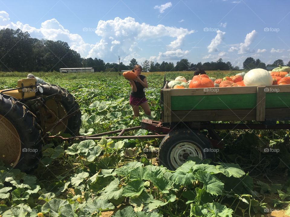Proudly picking homegrown heirloom pumpkins to sell on the farm! 