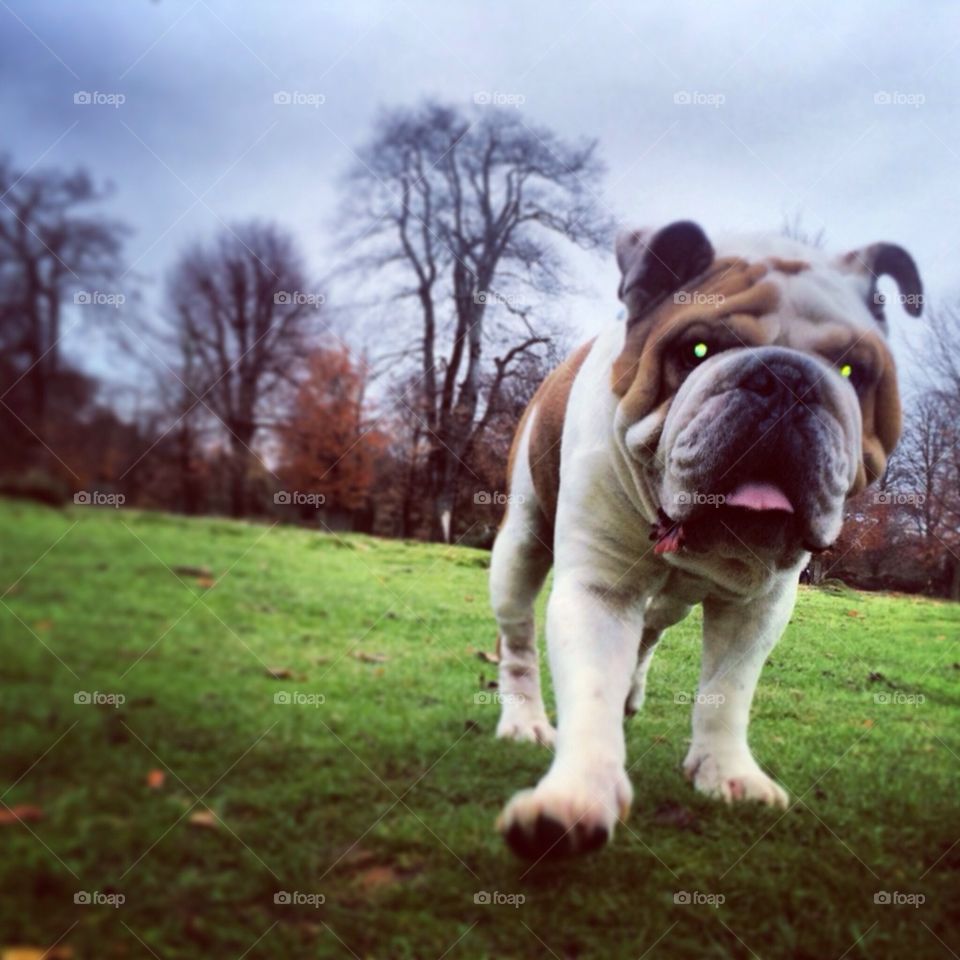 Bulldog walking in park land grass