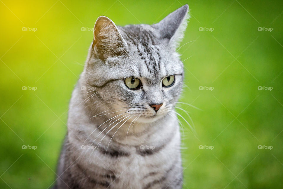 Close-up of grey cat