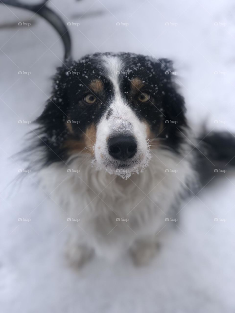 Snowy doggo 