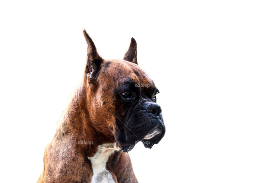 Profile of a beautiful Boxer Dog