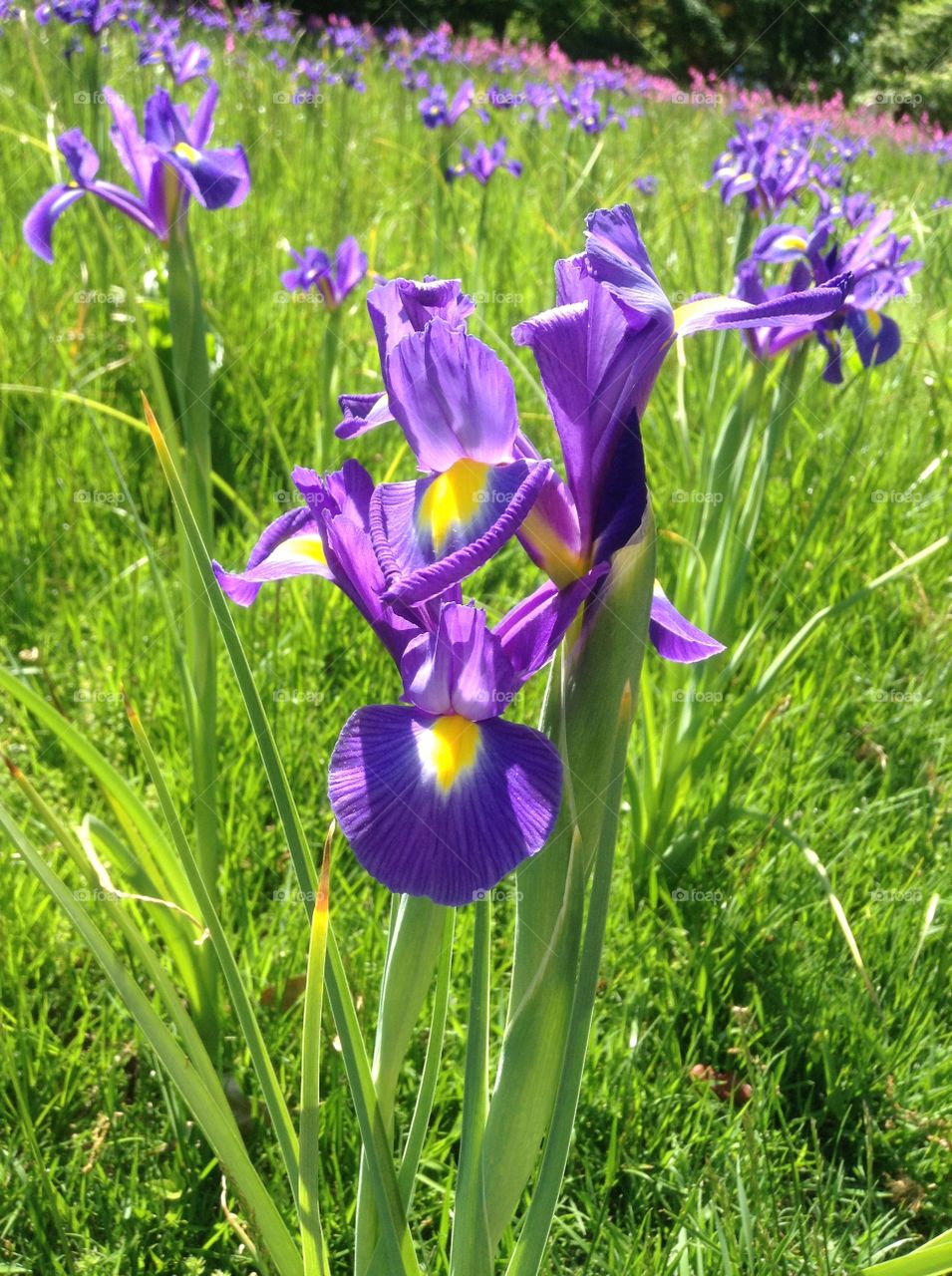 Purple Iris

