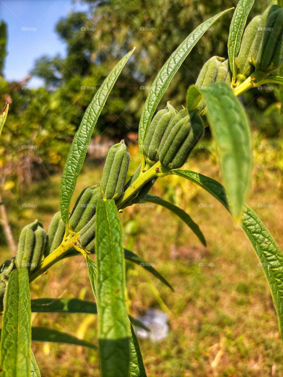 sesame fruit photo
