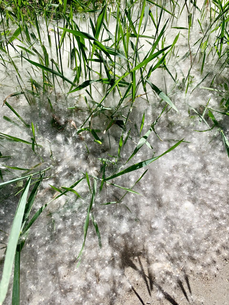 summer "snow". Poplar fluff. In June, poplar blossoms and fluff flies like snow.