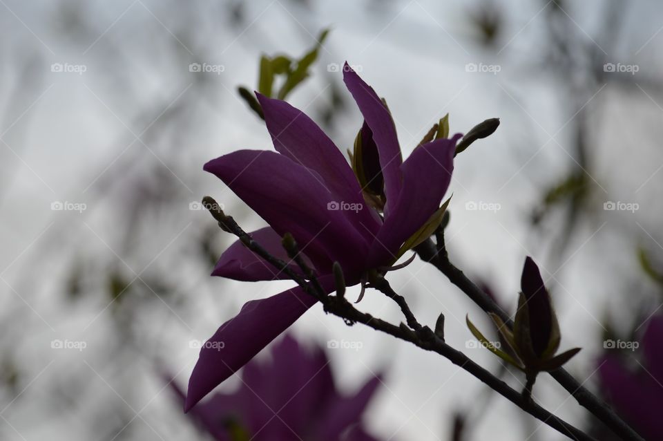Purple flowering Magnolia tree. 