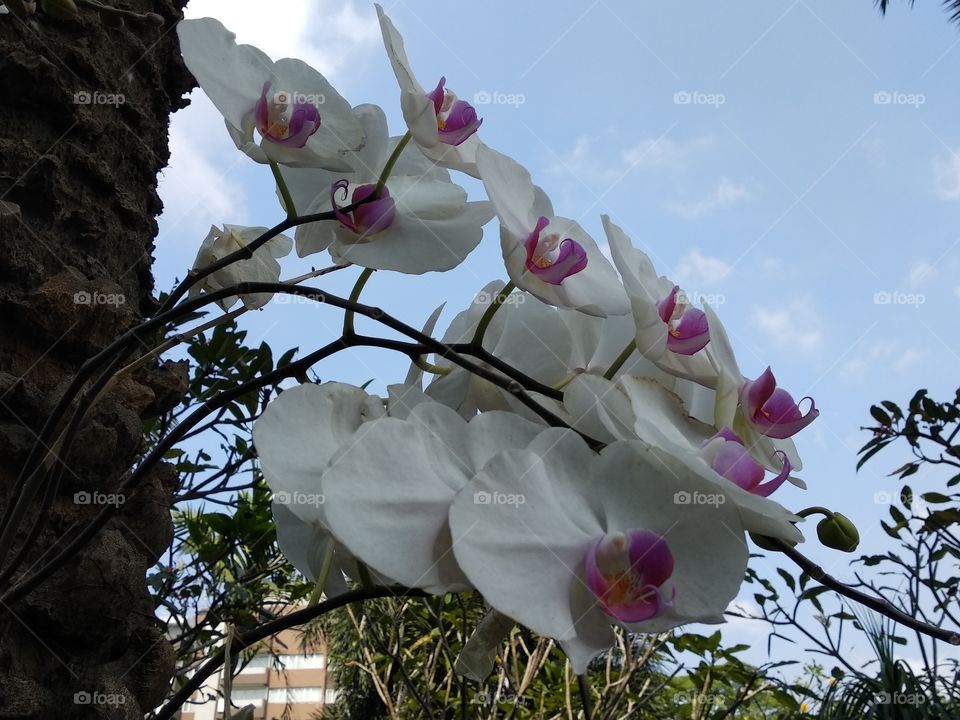 Beautiful Orchids And Blue Sky