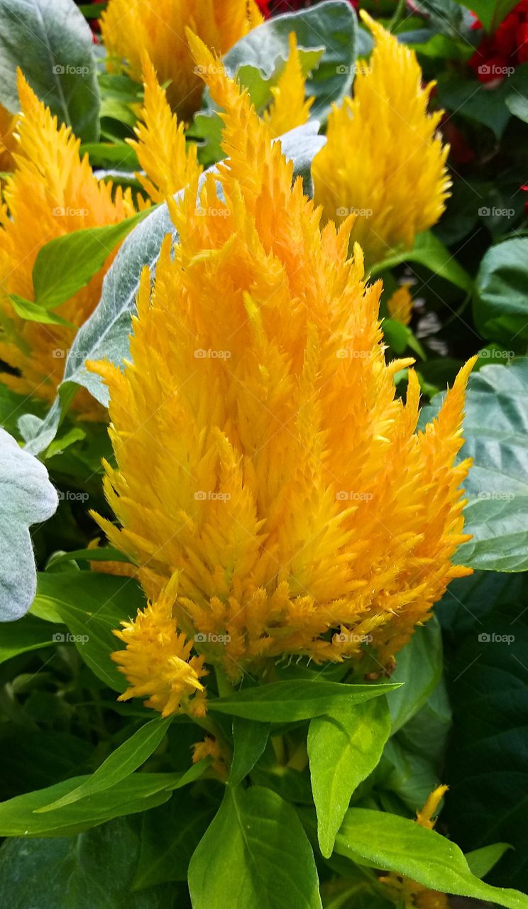 a group of some fuzzy yellow flowers