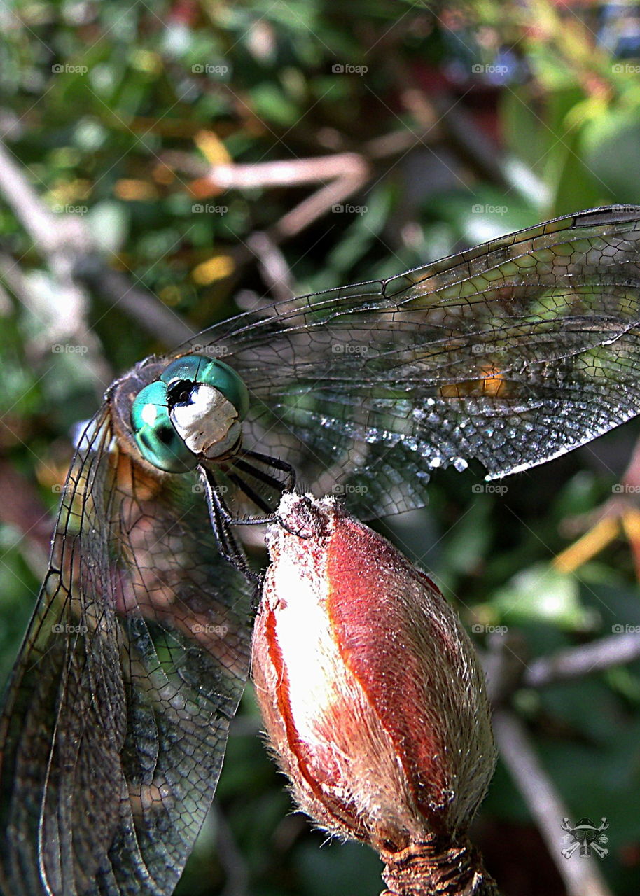 dragonfly 4