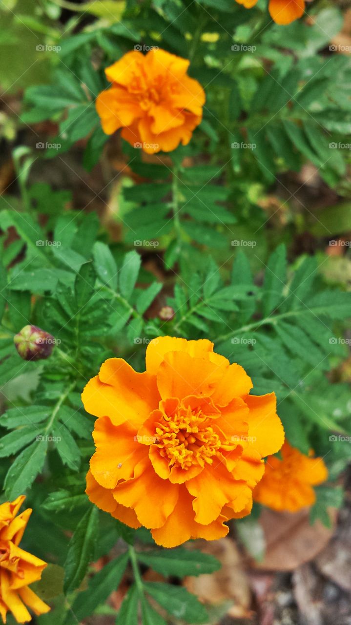 Marigolds