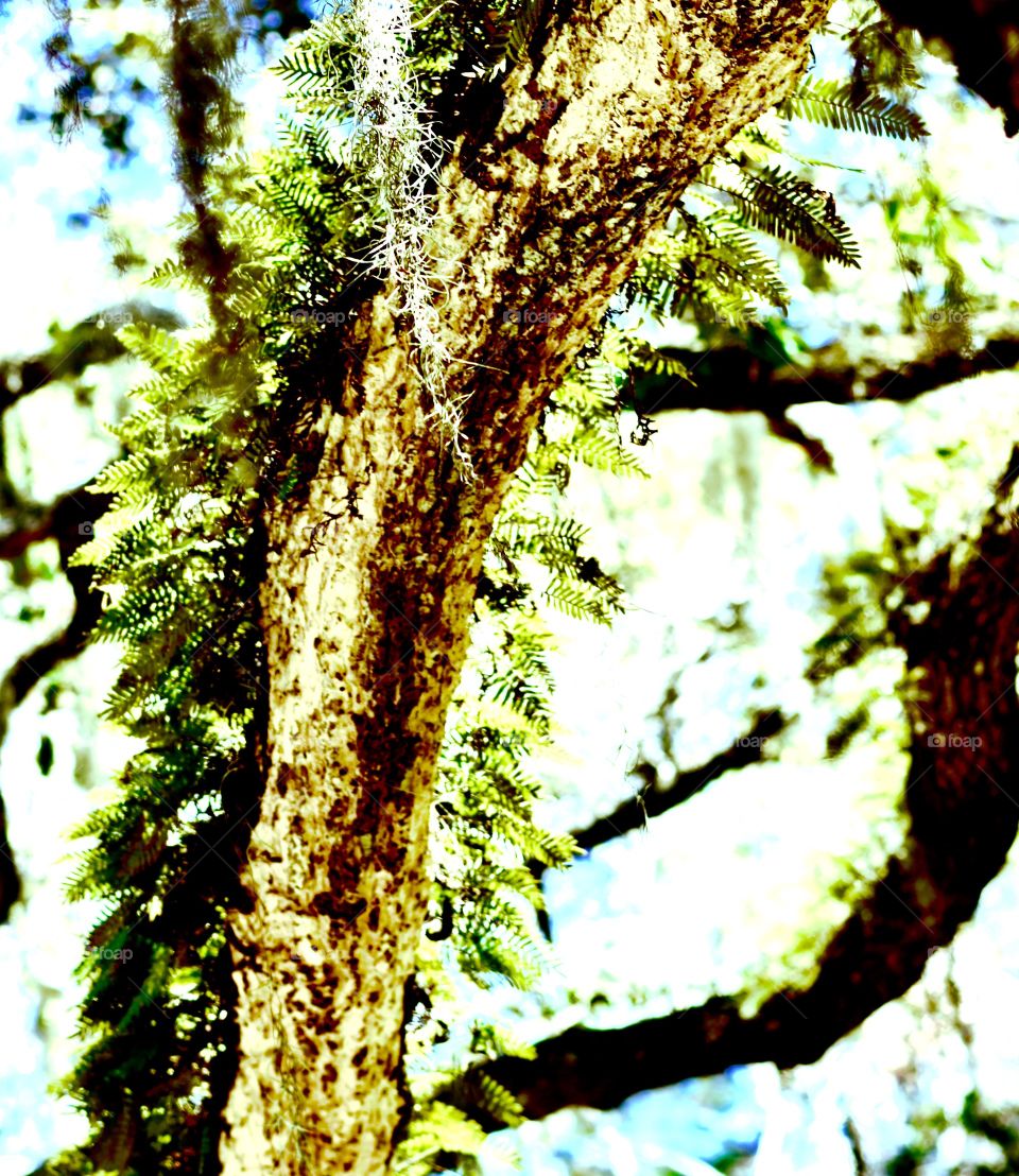 Tree with fern growth
