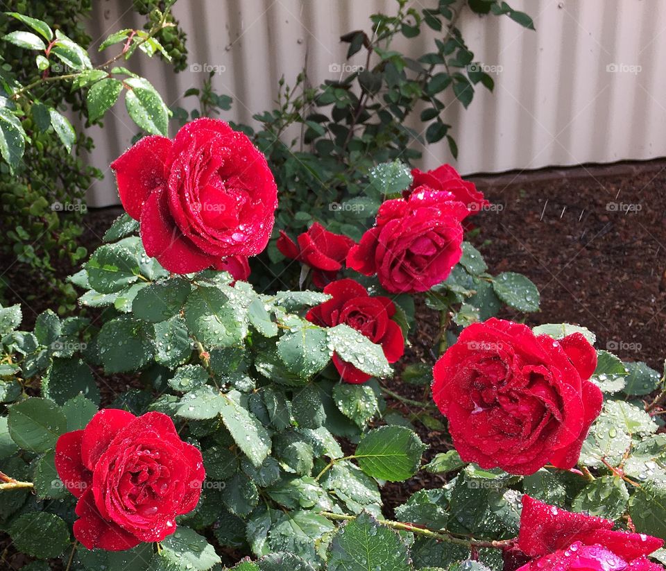 Rose bush red. Red rise bush in my Australian garden