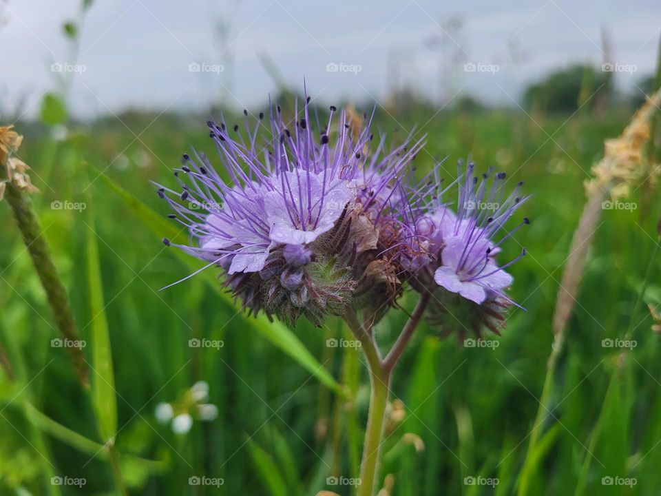 Wiese  , Blume , Mai