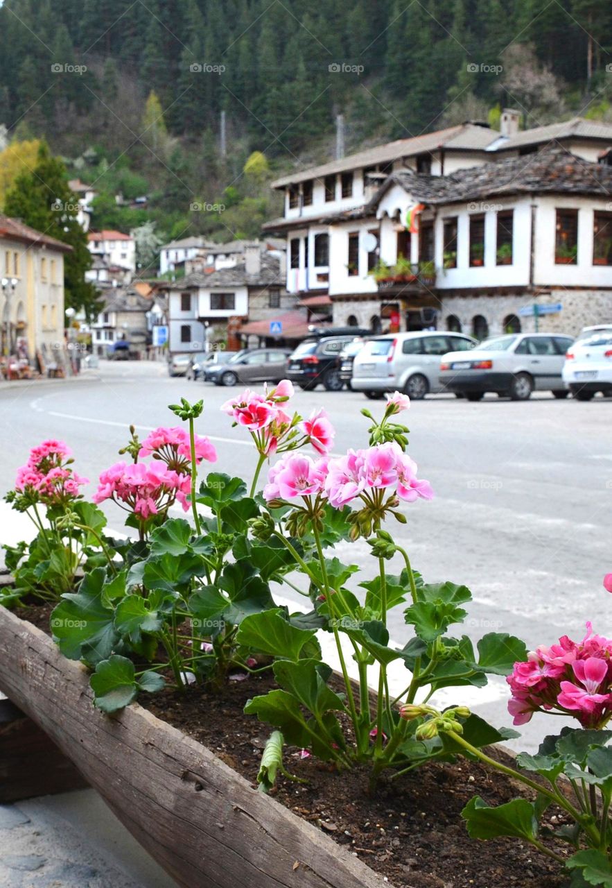 Urban Nature, Plants, Bulgaria