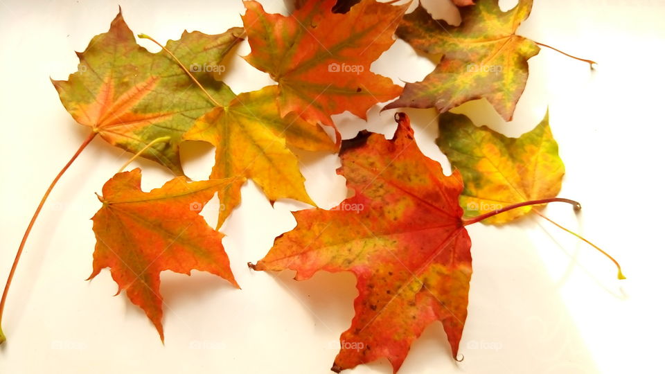 листья.осень.красные.красота.