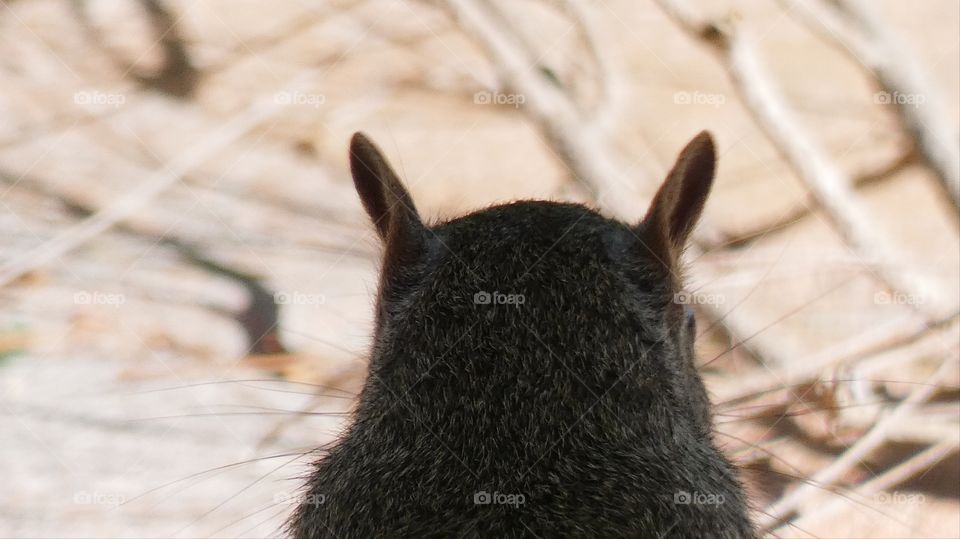 squirrel contemplating her next move