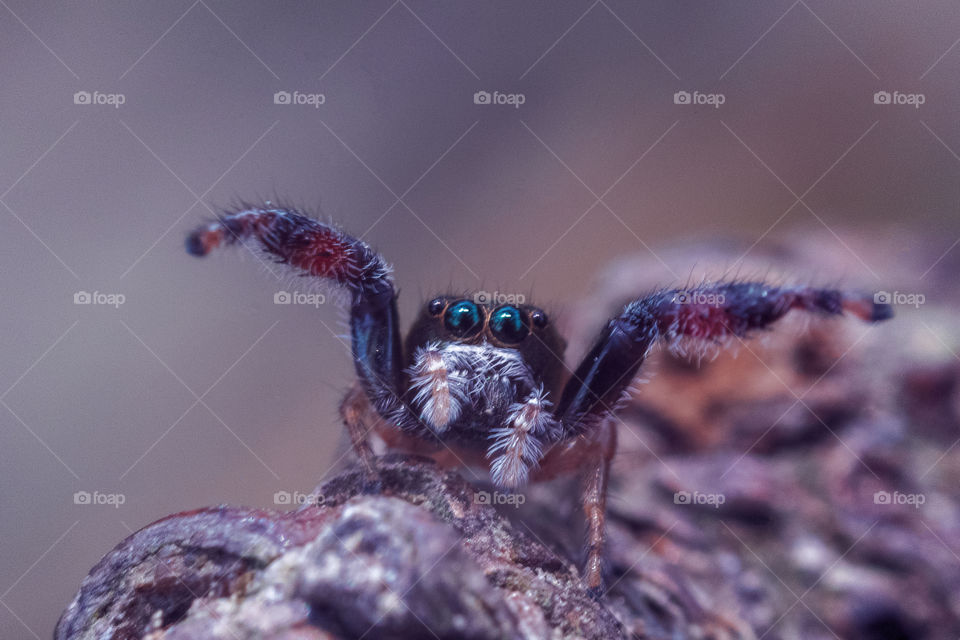 Jumping Spider
