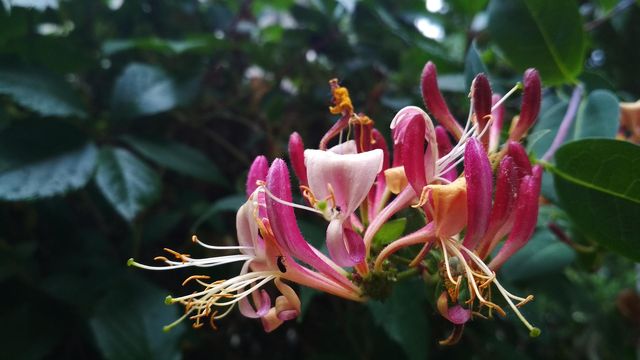 In the garden