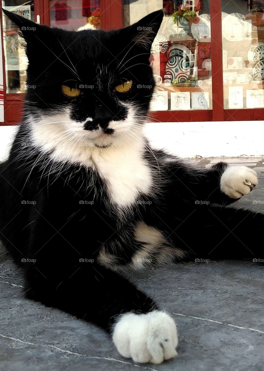 black and white cat