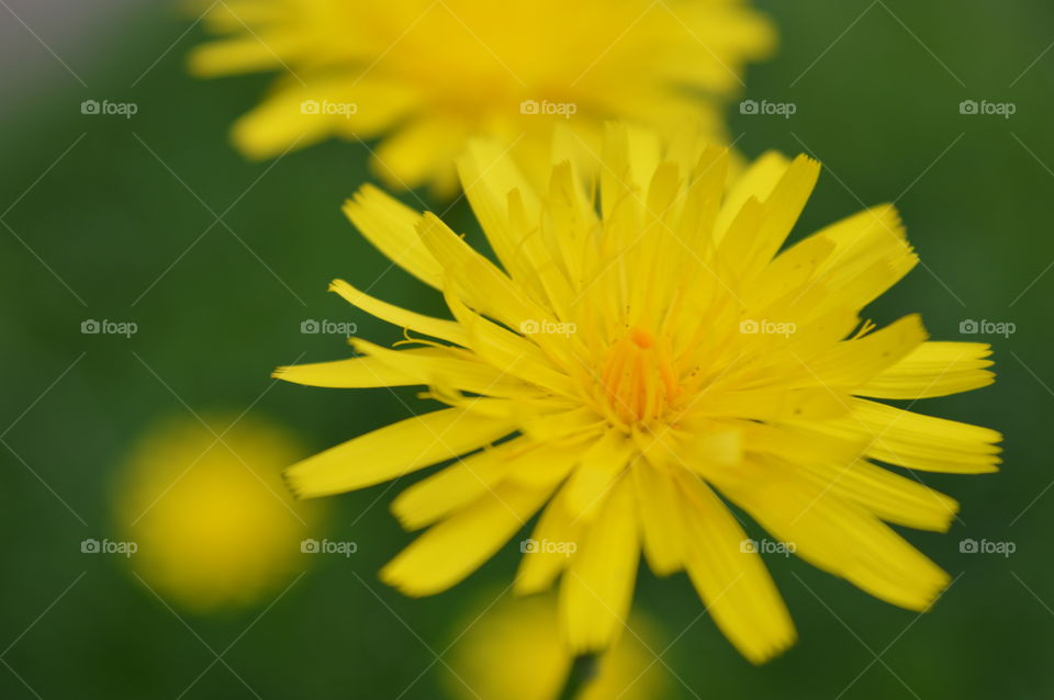 dandelions 💝