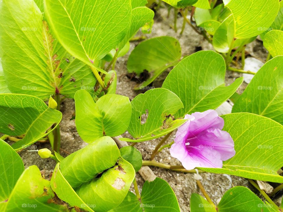 Ipomoea pes-caprae, in Indonesia called the katang katang or tread horse plant, grows on sandy beaches, the flowers are beautiful purple